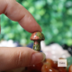 Assorted mini mushrooms